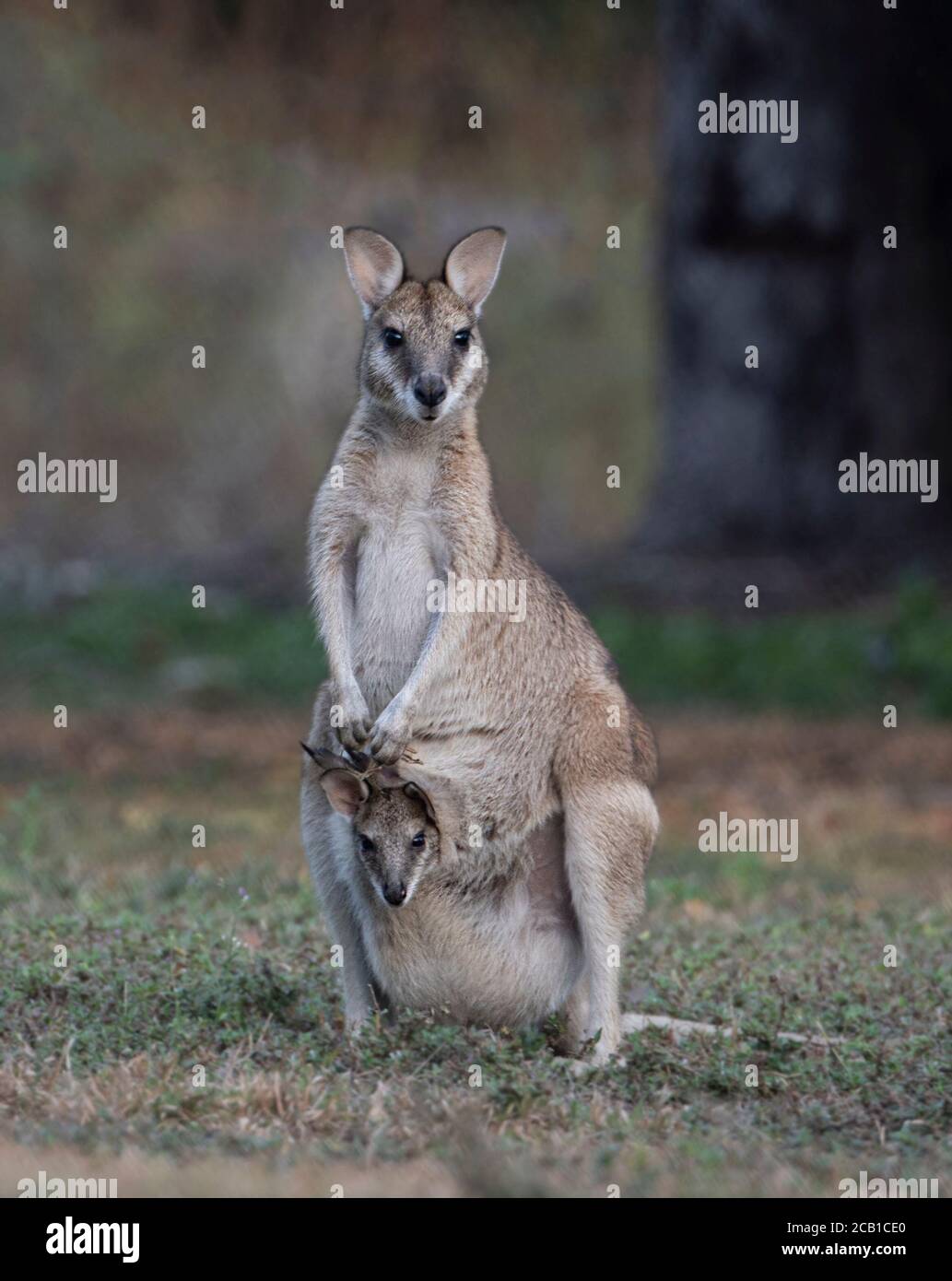 Ritratto verticale di un Agile Wallaby (Macropus agilis) con un joey nel suo sacchetto, Marrakech, territorio del Nord, NT, Australia Foto Stock