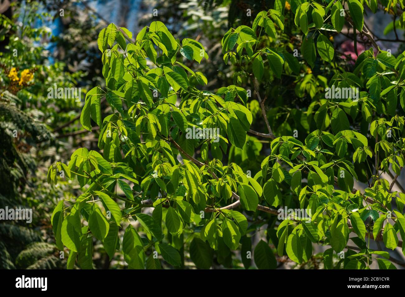 Luce del sole che colpisce foglie verdi del fogliame lussureggiante di un albero in una foresta. Foto Stock