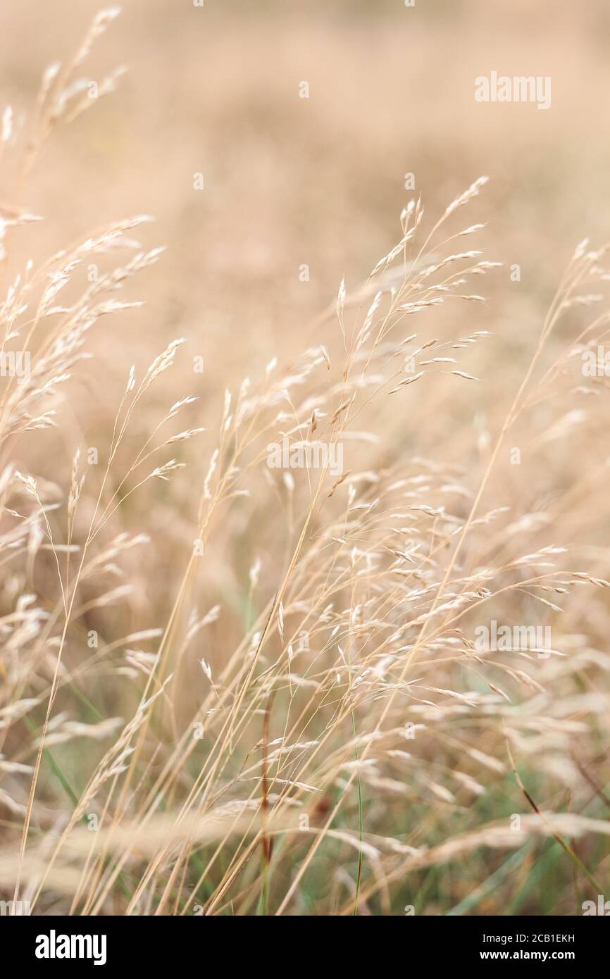 Erbe dorate selvatiche in estate, offuscate sullo sfondo Foto Stock