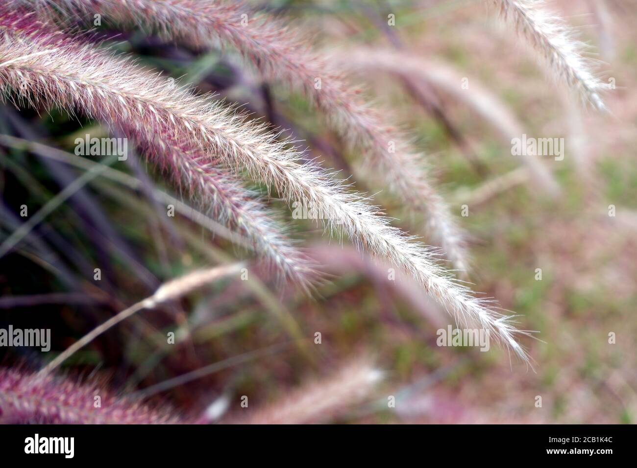 Erba, fiore selvatico pianta in giardino. Natura, verde, botanica, botanica, erboristica, concetto estivo. Foto Stock