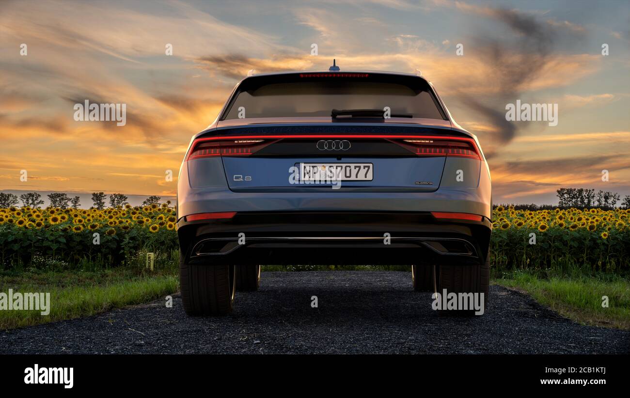 L'Audi Q8, un SUV sportivo di lusso con un campo di girasoli fioriti Foto Stock