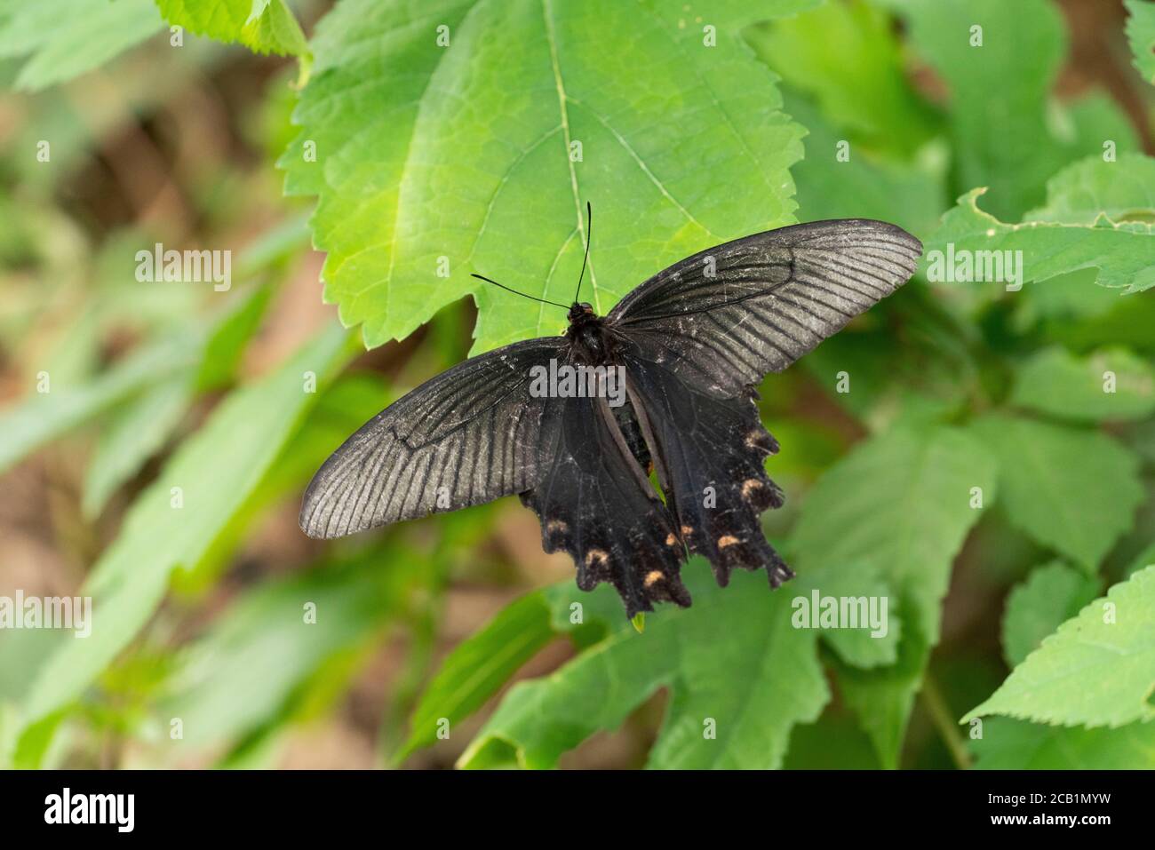 Spangle (Papilio protenor), Isehara, Prefettura di Kanagawa, Giappone Foto Stock