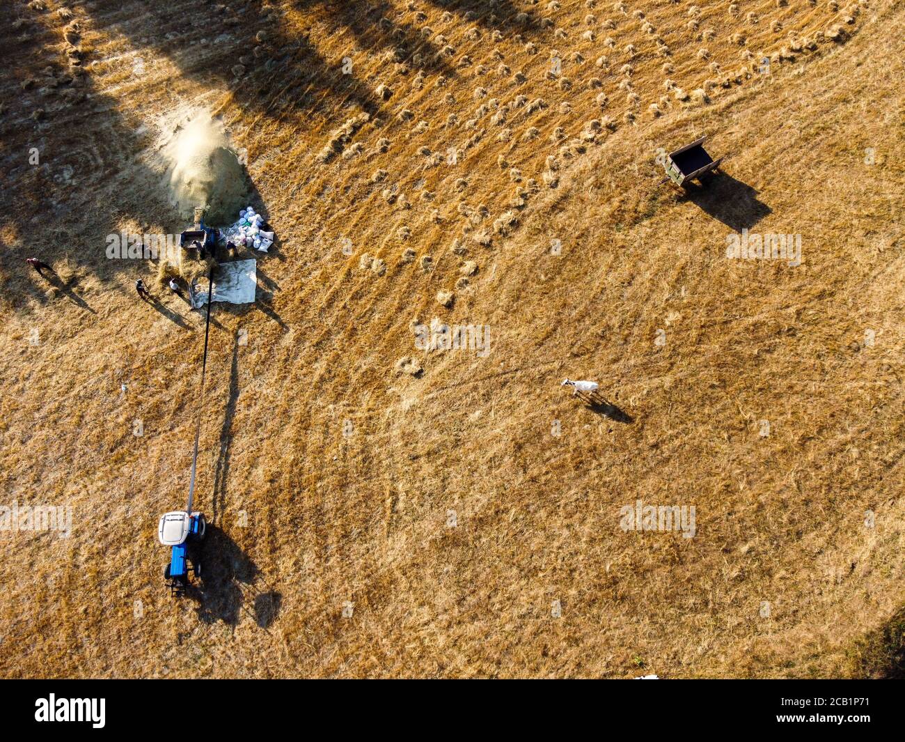 Vista aerea degli agricoltori che raccolgono grano. Raccolto di grano in estate. Turco conosciuto come 'harman yeri' Foto Stock