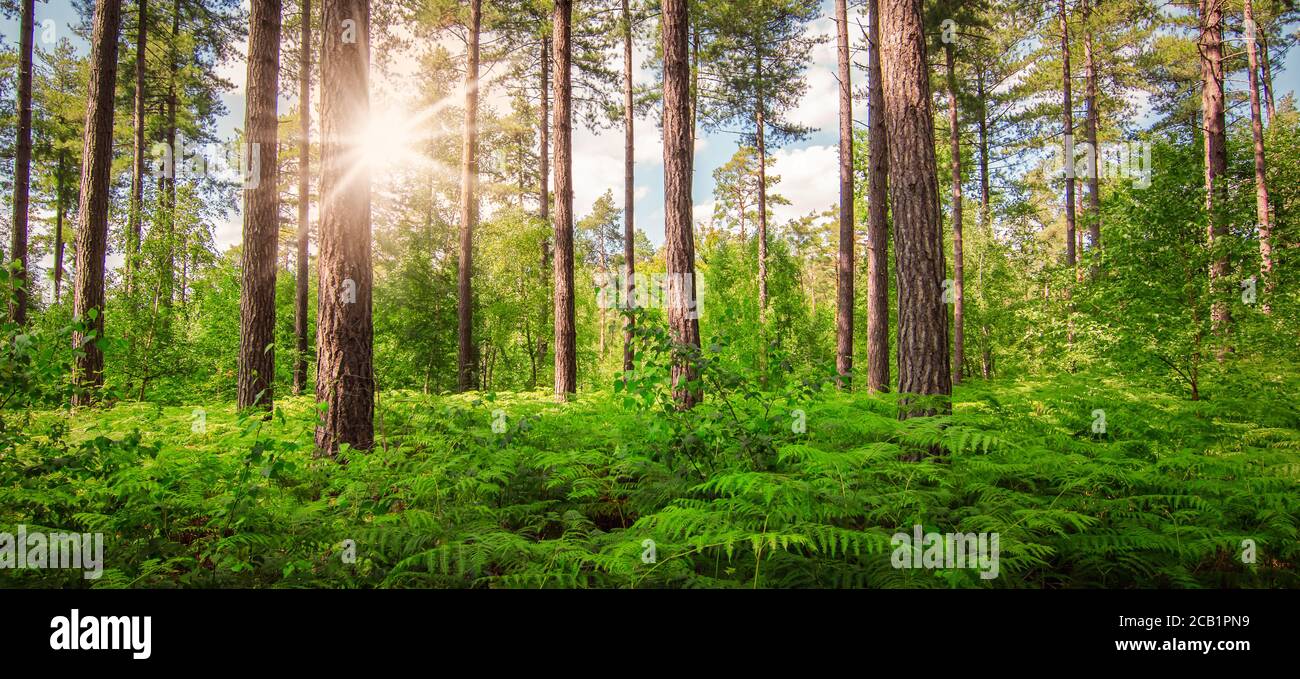 Bella foresta al sole del mattino. Foto Stock