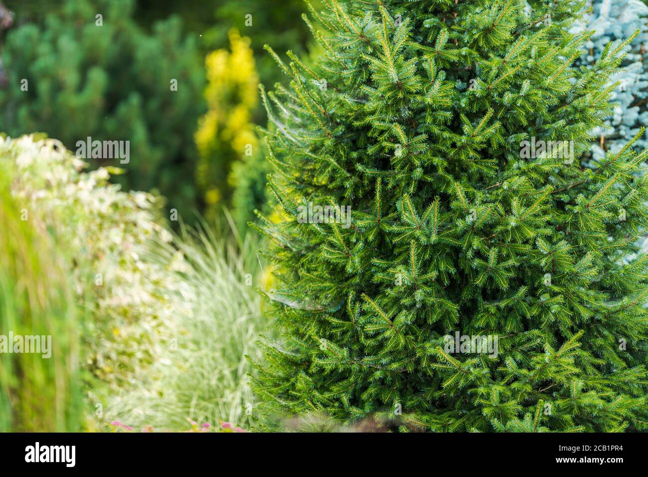 Architettura paesaggistica con alberi sempreverdi erbe e cespugli ornamentali nel Giardino domestico. Foto Stock