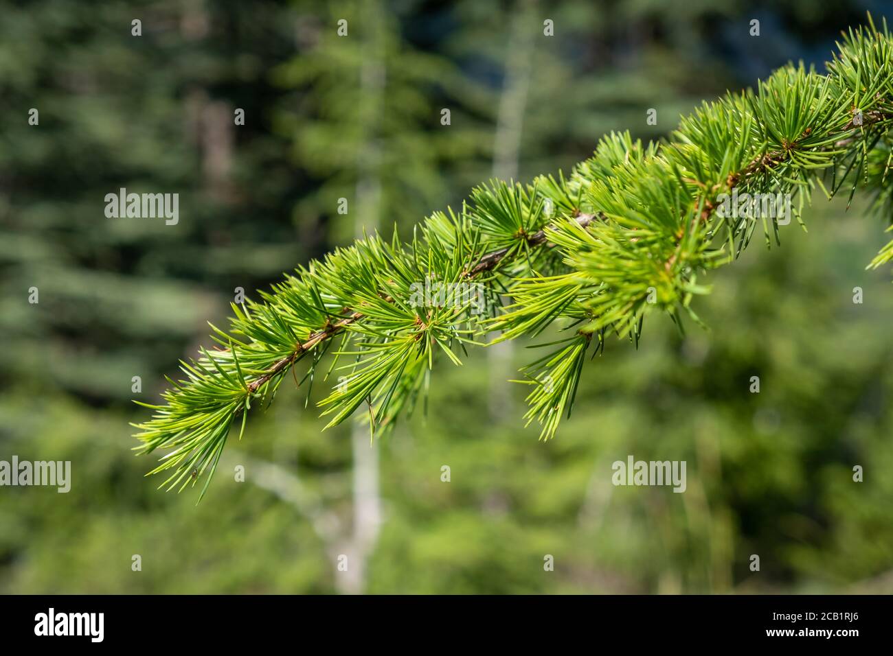 Rami di pino verde su sfondo verde Foto Stock