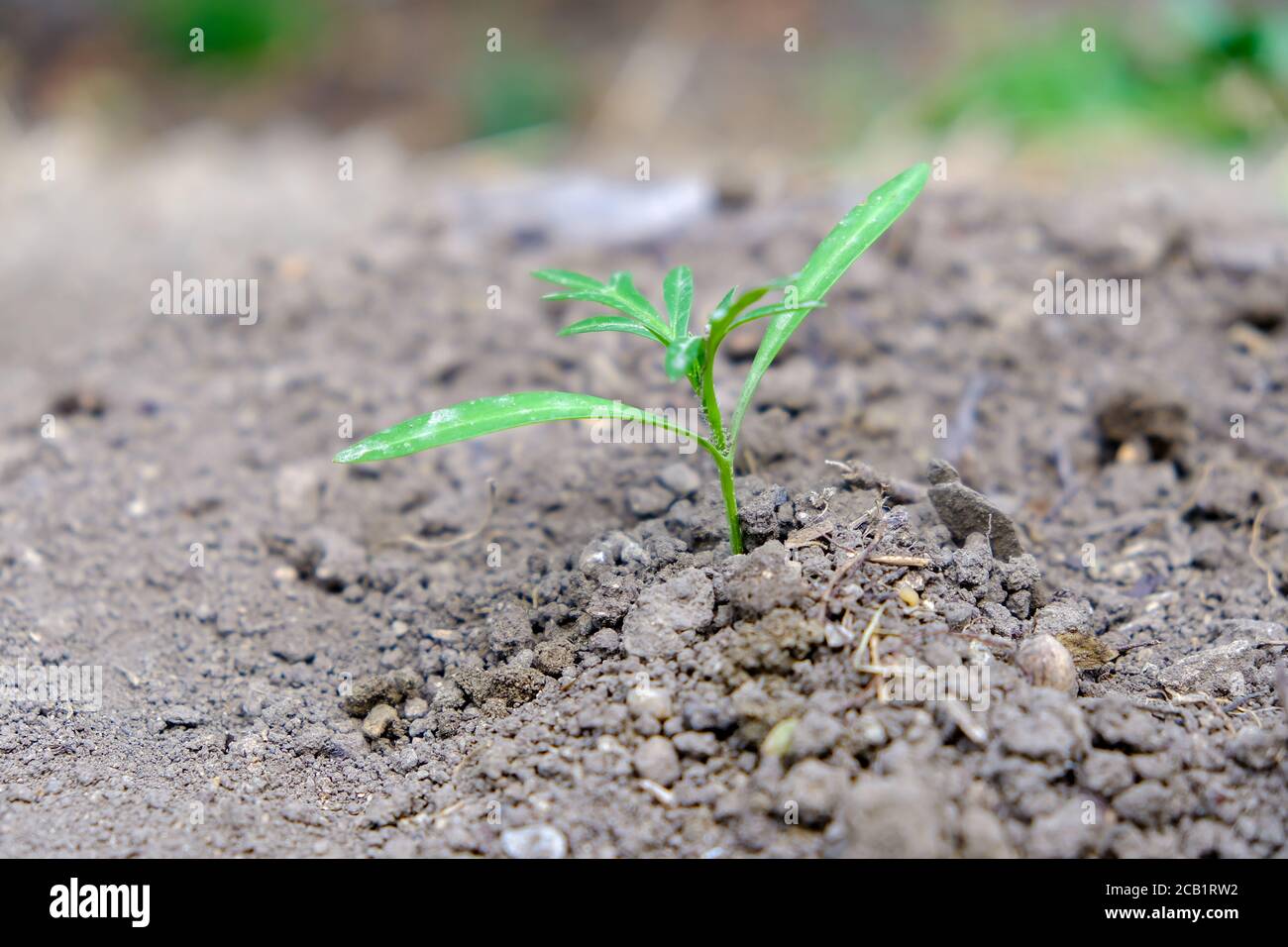 Il concetto di terra di disidratazione. Sfondo minimalista con una piccola pianta verde. Foto Stock