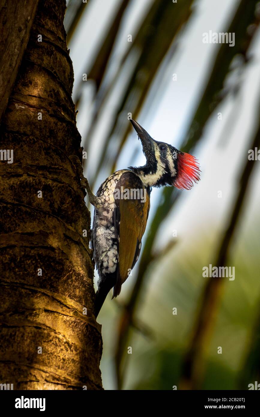 Black Rumped Flameback Foto Stock