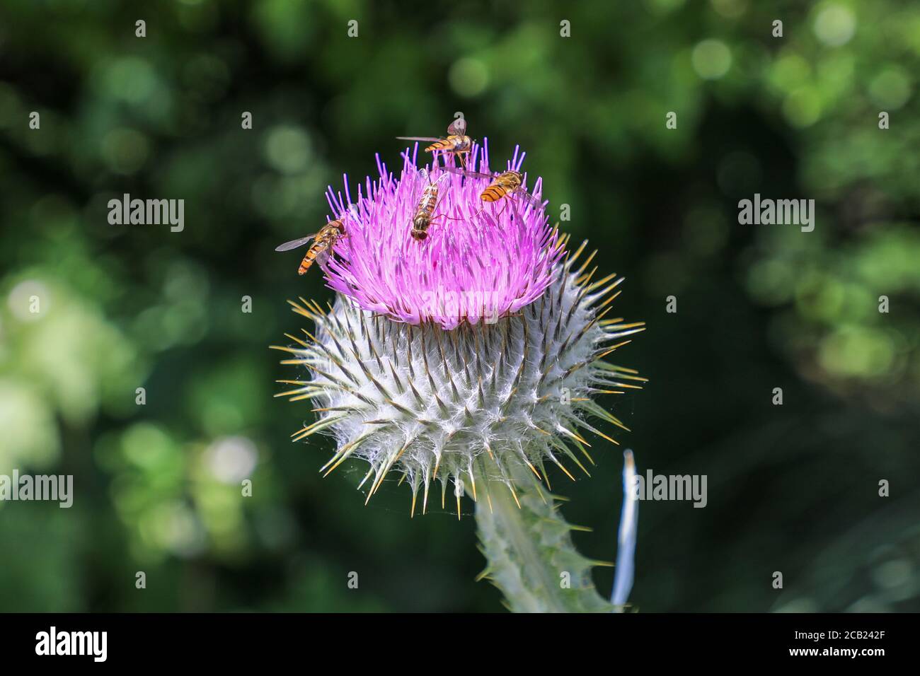 Hover Flies, (Episyrphus balteatus), a volte chiamato l'hoverfly della marmalata, su un Thistle comune, (Cirsium vulgare) testa di fiore, Inghilterra, UK Foto Stock