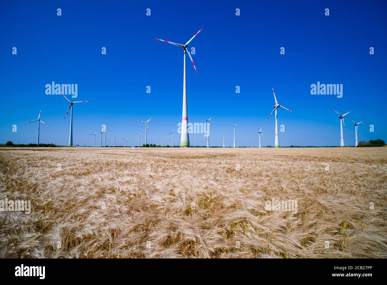 Paesaggio agricolo con un campo di orzo pronto per la raccolta, molte turbine eoliche in lontananza Foto Stock