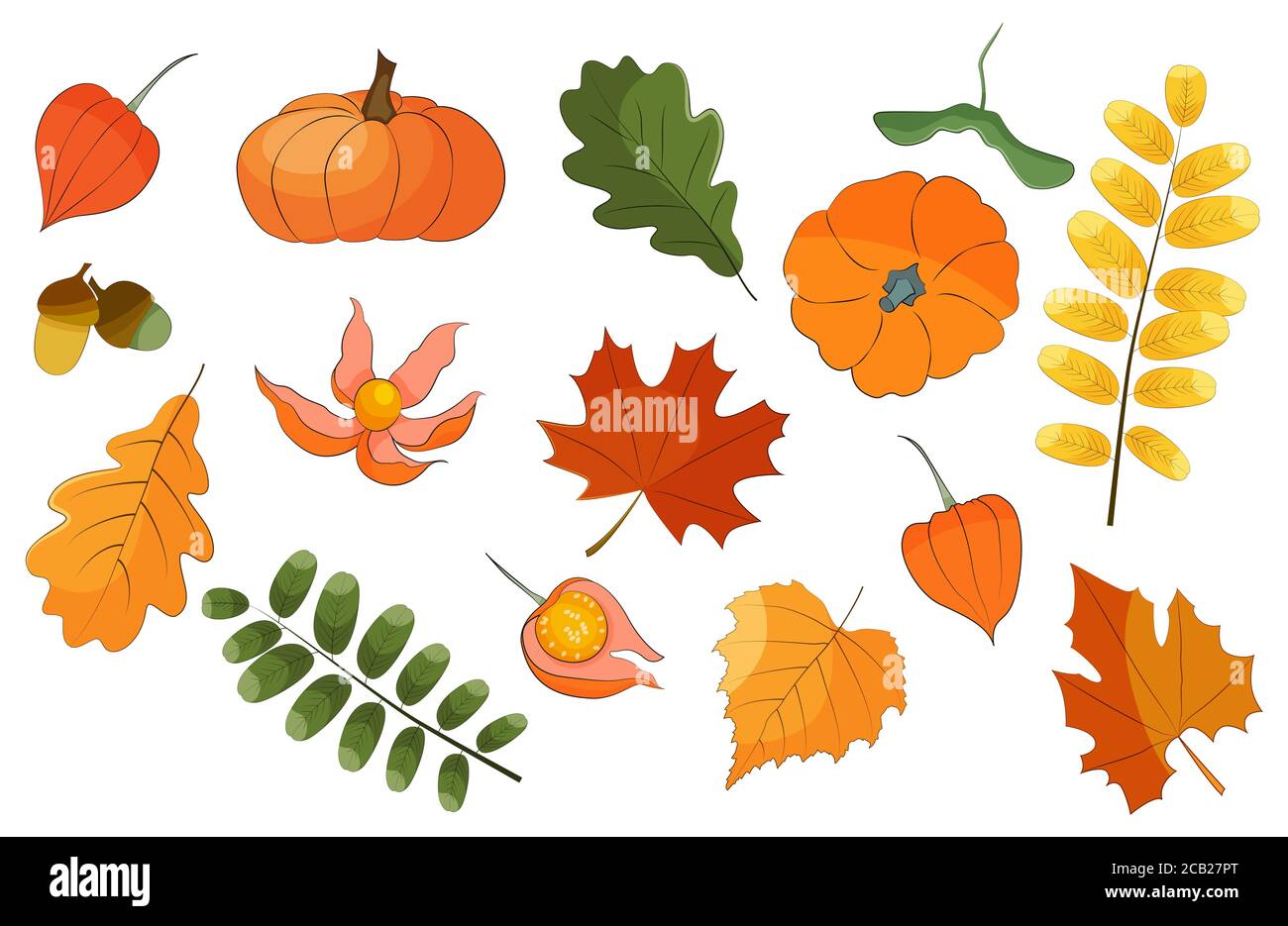 Insieme vettoriale autunno, foglie colorate e piante isolate su sfondo bianco illustrazione stock. Illustrazione Vettoriale