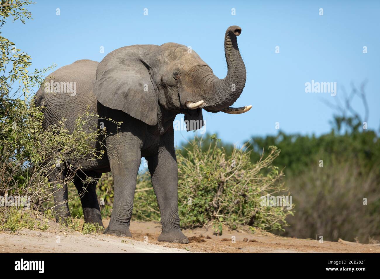 Un elefante allerta odorando in una giornata di sole con il blu Cielo nel Parco Nazionale di Chobe in Botswana Foto Stock