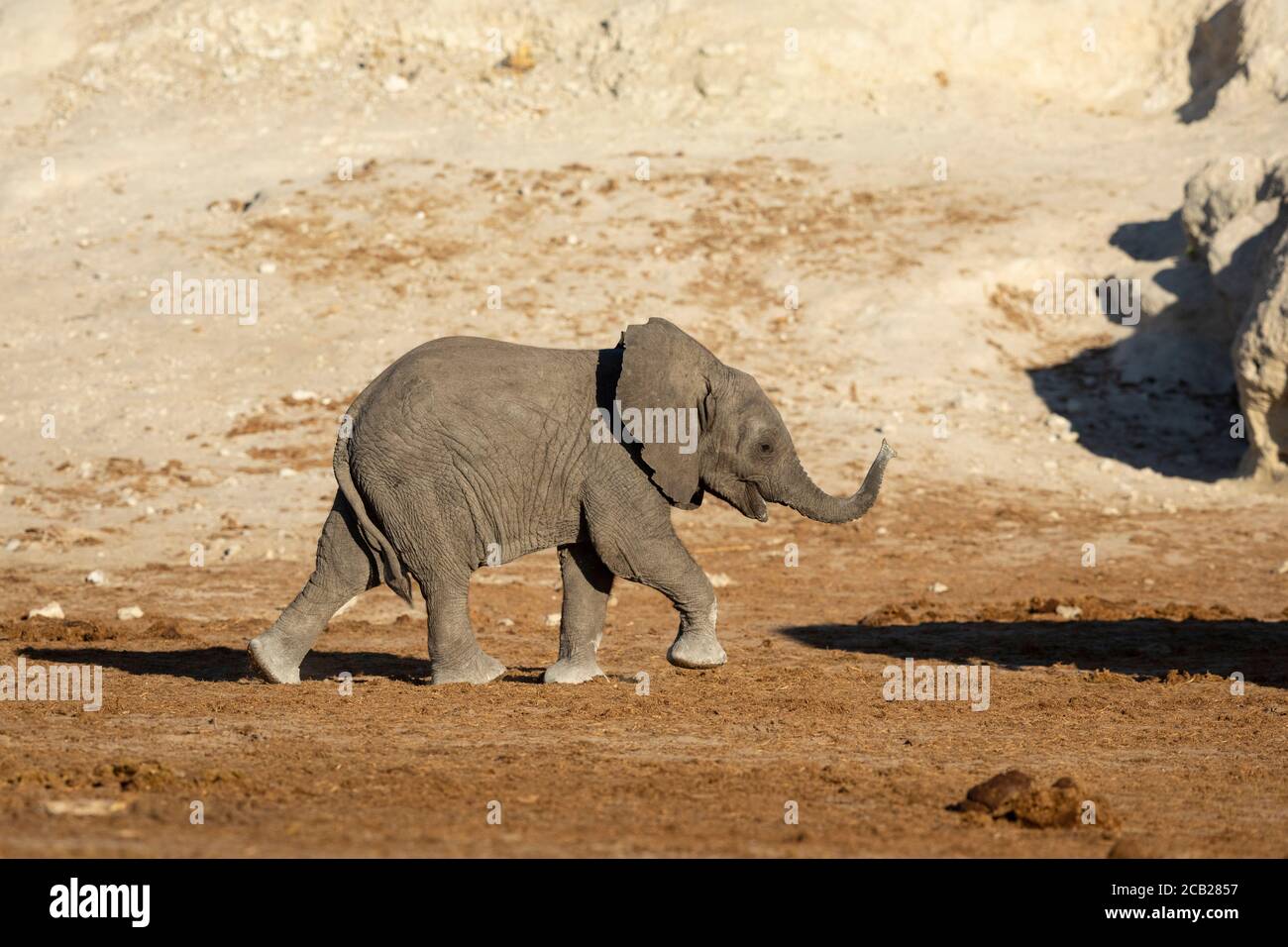 Un elefante bambino con il suo tronco in su camminando in sole Nel tardo pomeriggio al Parco Nazionale di Chobe in Botswana Foto Stock