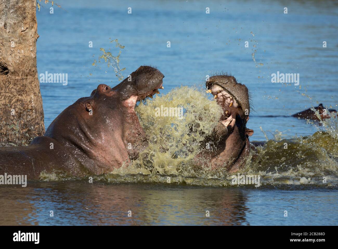 Due ippopotami che combattono con la bocca aperta mostrando i denti a Kruger Parco Sud Africa Foto Stock