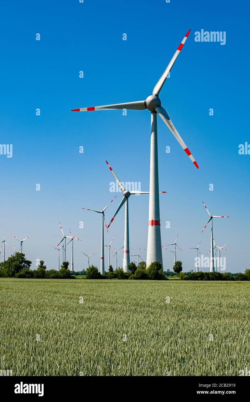 Paesaggio agricolo con un campo di grano verde, molte turbine eoliche in lontananza Foto Stock