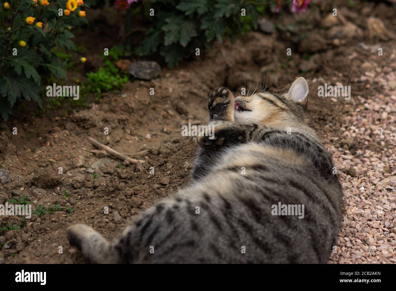 Il gatto tabby lava giacendo a terra tra i fiori. Gatto grigio tra i crisantemi nel giardino. Riposo e relax. Gatto senza casa di strada. Il Foto Stock