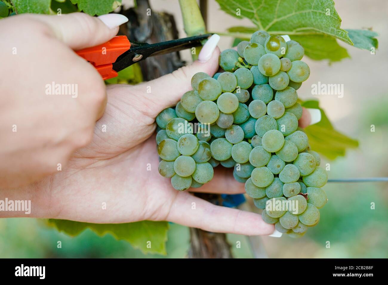 Weisenheim am Sand, Germania. 10 agosto 2020. Un dipendente taglia le uve della varietà Solaris da un vitigno in un vigneto della cantina Schwindt. L'inizio della vendemmia per Federweiß si svolge nella comunità palatinata di Weisenheim am Sand (distretto di Bad Dürkheim). L'Istituto tedesco del vino prevede che la vendemmia principale inizi alla fine di agosto o all'inizio di settembre. Credit: Uwe Anspach/dpa/Alamy Live News Foto Stock