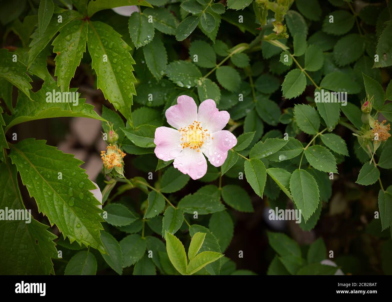 Un bel fiore Rosa Canina dopo la pioggia. Rosa fiore cane rosa coperto di gocce d'acqua. Sfondo floreale Foto Stock