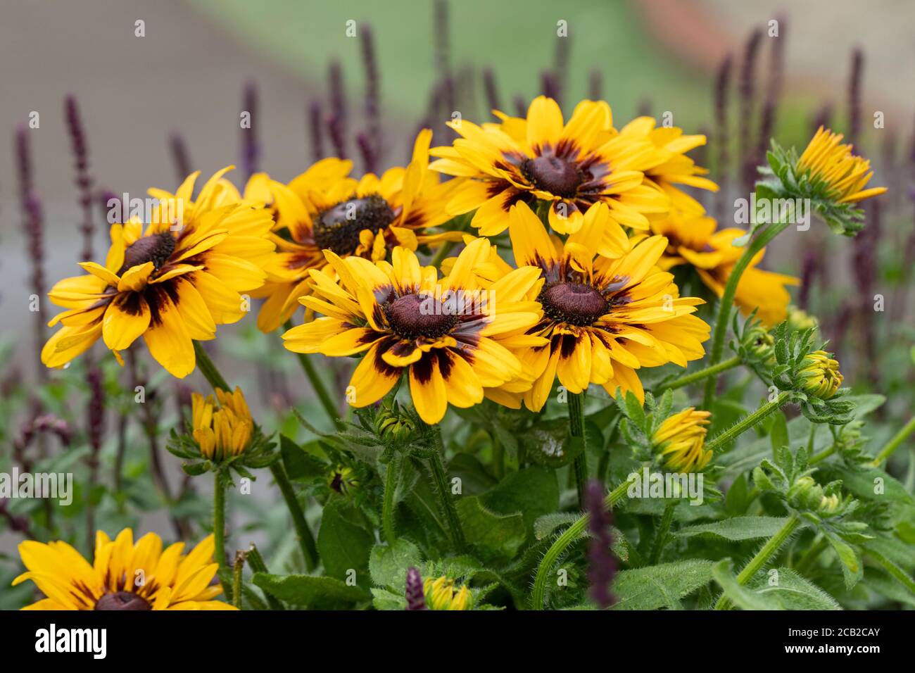 Primo piano di Rudbeckia, Summerina fioritura in un giardino estivo, Regno Unito Foto Stock