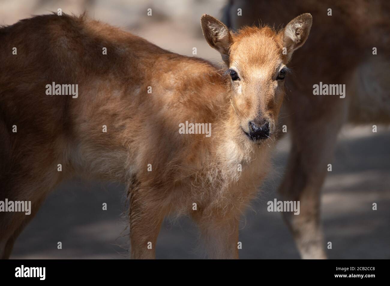Giovane cervo di pere David in cattività. Questa specie è estinta in natura Foto Stock