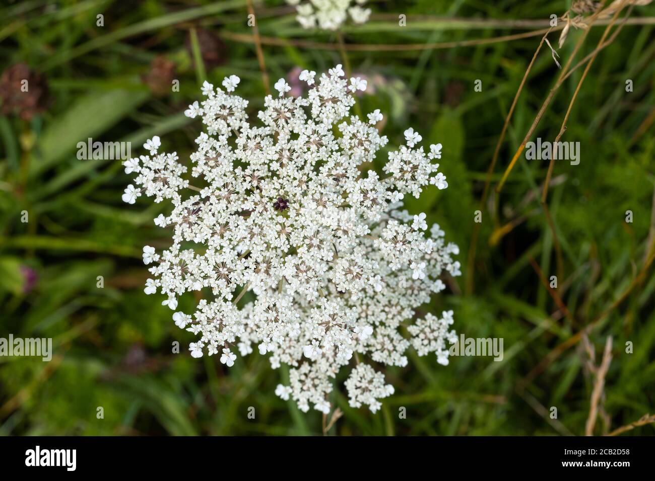 Primo piano di Wild Carrot - merletto della regina Anna con un solo fiore rosso al centro, Morgans Hill, Wiltshire, Inghilterra, Regno Unito Foto Stock