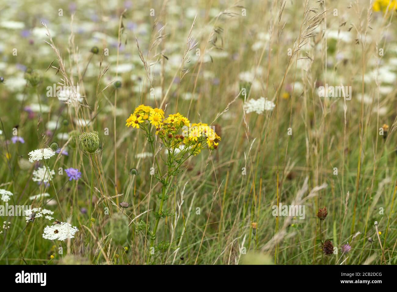 Fiori selvatici a Morgans Hill, Wiltshire, Inghilterra, Regno Unito. Un sito di particolare interesse scientifico Foto Stock