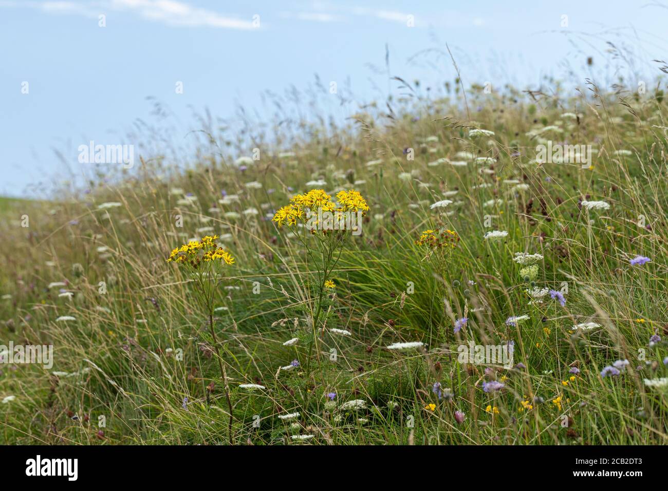 Fiori selvatici nella riserva naturale di Morgans Hill, Wiltshire, Inghilterra, Regno Unito. Un sito di particolare interesse scientifico Foto Stock