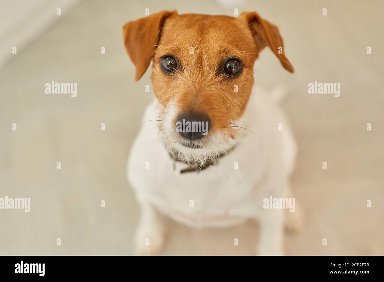 Ritratto ad angolo minimo di Jack Russel Terrier guardando la fotocamera mentre si siede sul pavimento a casa, copia spazio Foto Stock