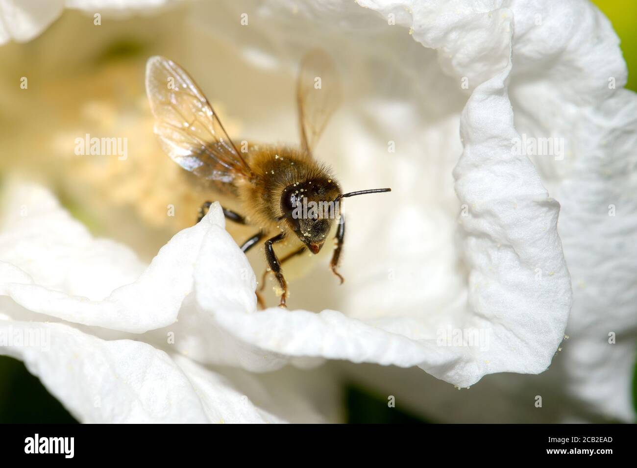 Ape comune al miele (Apis melifera) Foto Stock