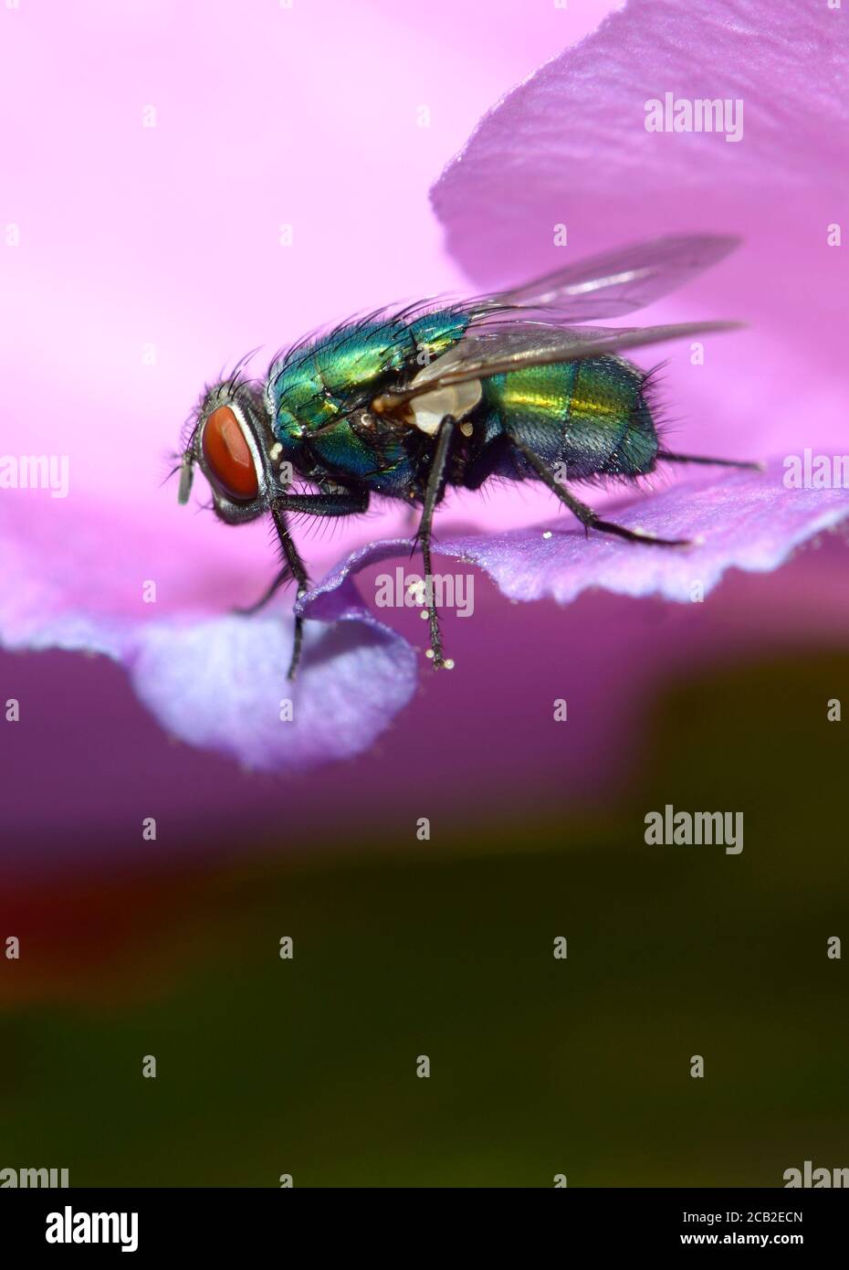 La mosca di Greenbottle (Lucilia caesar) su un fiore con grani di polline visibili sulle gambe e sulla testa. Agosto, Kent, Regno Unito Foto Stock