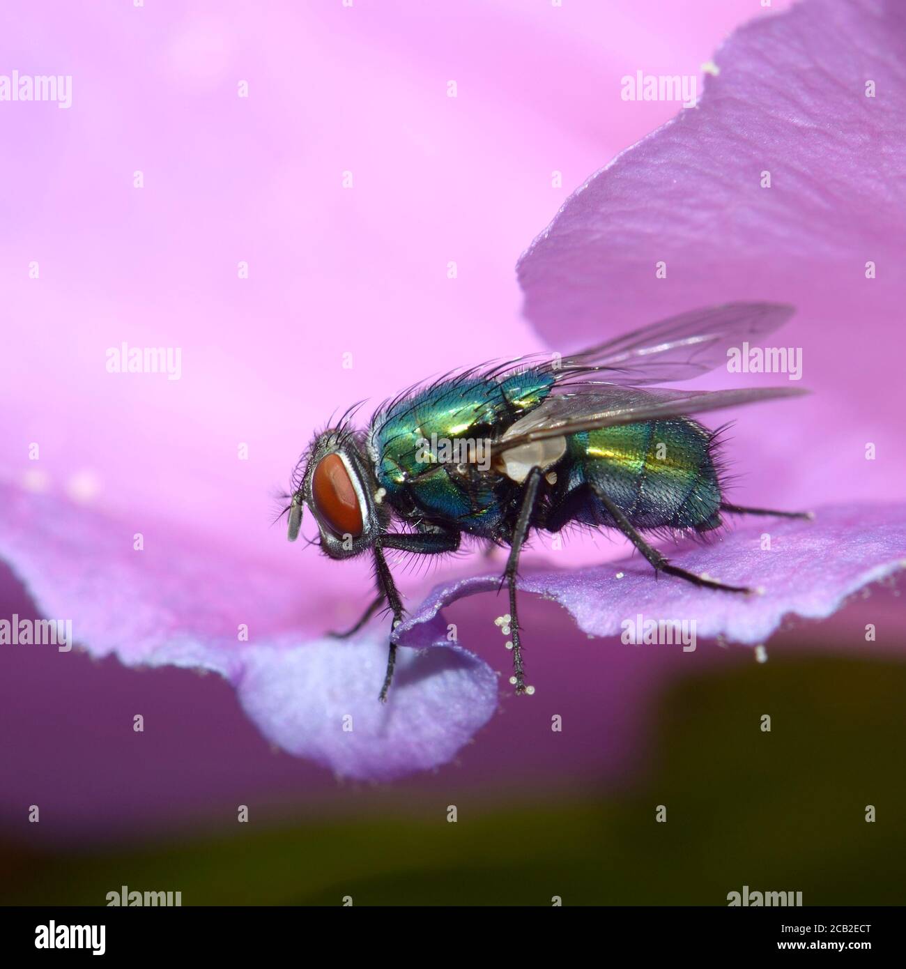 La mosca di Greenbottle (Lucilia caesar) su un fiore con grani di polline visibili sulle gambe e sulla testa. Agosto, Kent, Regno Unito Foto Stock