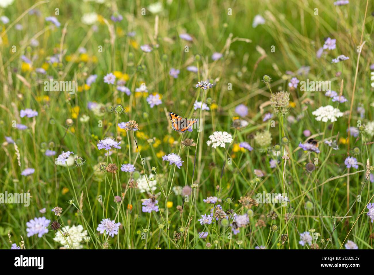 Una piccola farfalla di Tortoiseshell - Aglais orticae tra i fiori selvatici sulla Riserva Naturale di Morgans Hill, Wiltshire, Inghilterra, Regno Unito Foto Stock