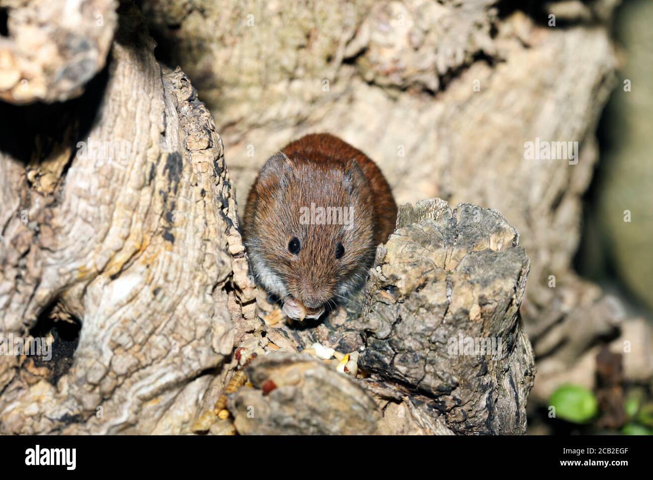 Bank Vole (Clethrionomys glareolus), che si nutre in un albero in un giardino nel nord dell'Inghilterra, Regno Unito Foto Stock