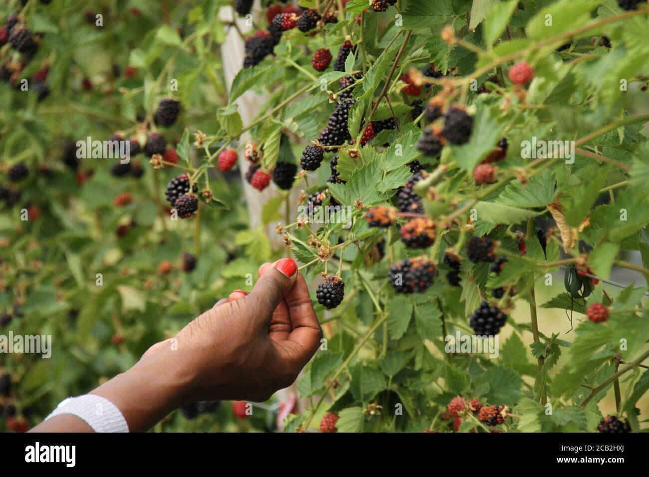 Enfield, Regno Unito. 8 agosto 2020. Pronto a raccogliere lamponi presso la fattoria Pick You Own a Enfield, Regno Unito, l'8 agosto 2020. Le temperature nel Regno Unito sono saliti a 36.4C il 7 agosto, il che lo rende il giorno più caldo di agosto in 17 anni. Il fine settimana è previsto per rimanere al di sopra di 34C, come il mini-onda di calore continua con tempeste previsione per la prossima settimana. (Photo credit David Mbiyu/Sipa USA) Credit: Sipa USA/Alamy Live News Foto Stock