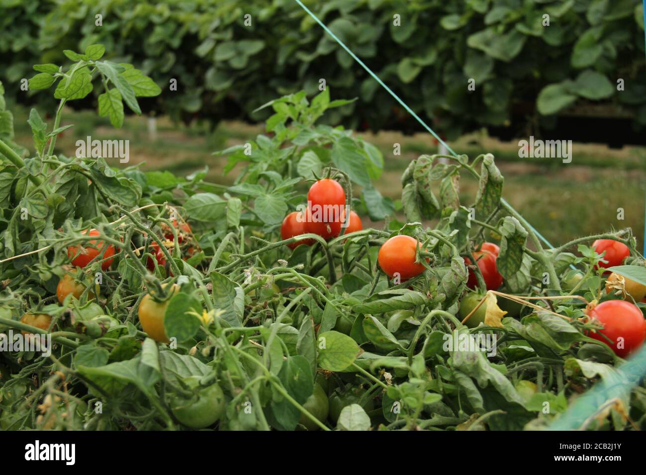 Enfield, Regno Unito. 8 agosto 2020. Pronto a raccogliere i pomodori ciliegini presso la fattoria Pick You Own di Enfield, Regno Unito, l'8 agosto 2020. Le temperature nel Regno Unito sono saliti a 36.4C il 7 agosto, il che lo rende il giorno più caldo di agosto in 17 anni. Il fine settimana è previsto per rimanere al di sopra di 34C, come il mini-onda di calore continua con tempeste previsione per la prossima settimana. (Photo credit David Mbiyu/Sipa USA) Credit: Sipa USA/Alamy Live News Foto Stock