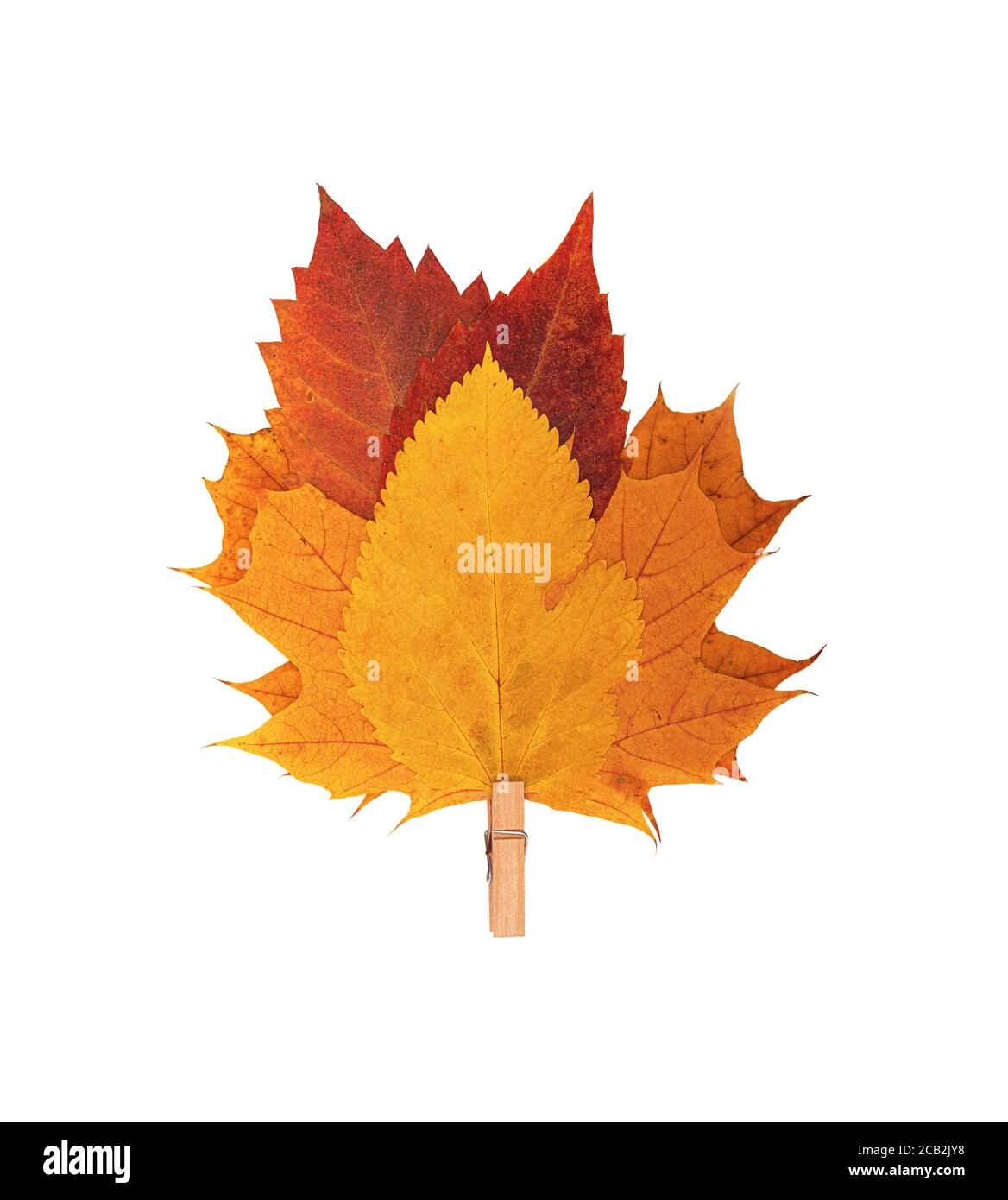 Foglia gialla autunnale isolata su sfondo bianco. Foto Stock