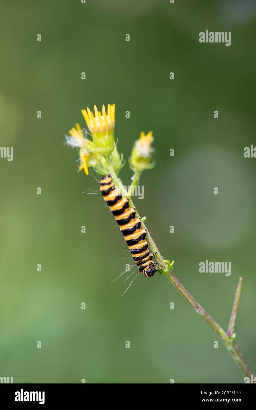 cinabro Moth caterpillar (Tyria jacobaeae). Hampshire, Regno Unito Foto Stock