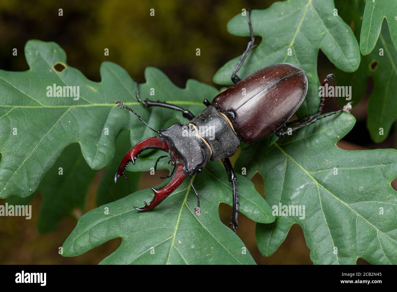 Stag Beetle: Lucanus cervicus. Maschio. Surrey, Regno Unito Foto Stock