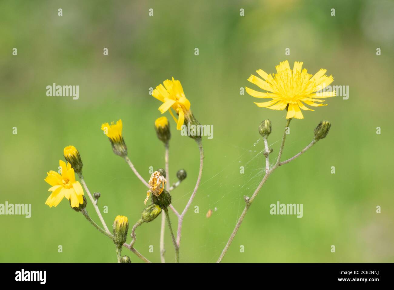 Fiori di alga (Hieracium, hierakion), parte della famiglia Asteraceae, a volte confusi con il dente di leone, che cresce sul lato di un canale. Inghilterra, Regno Unito Foto Stock