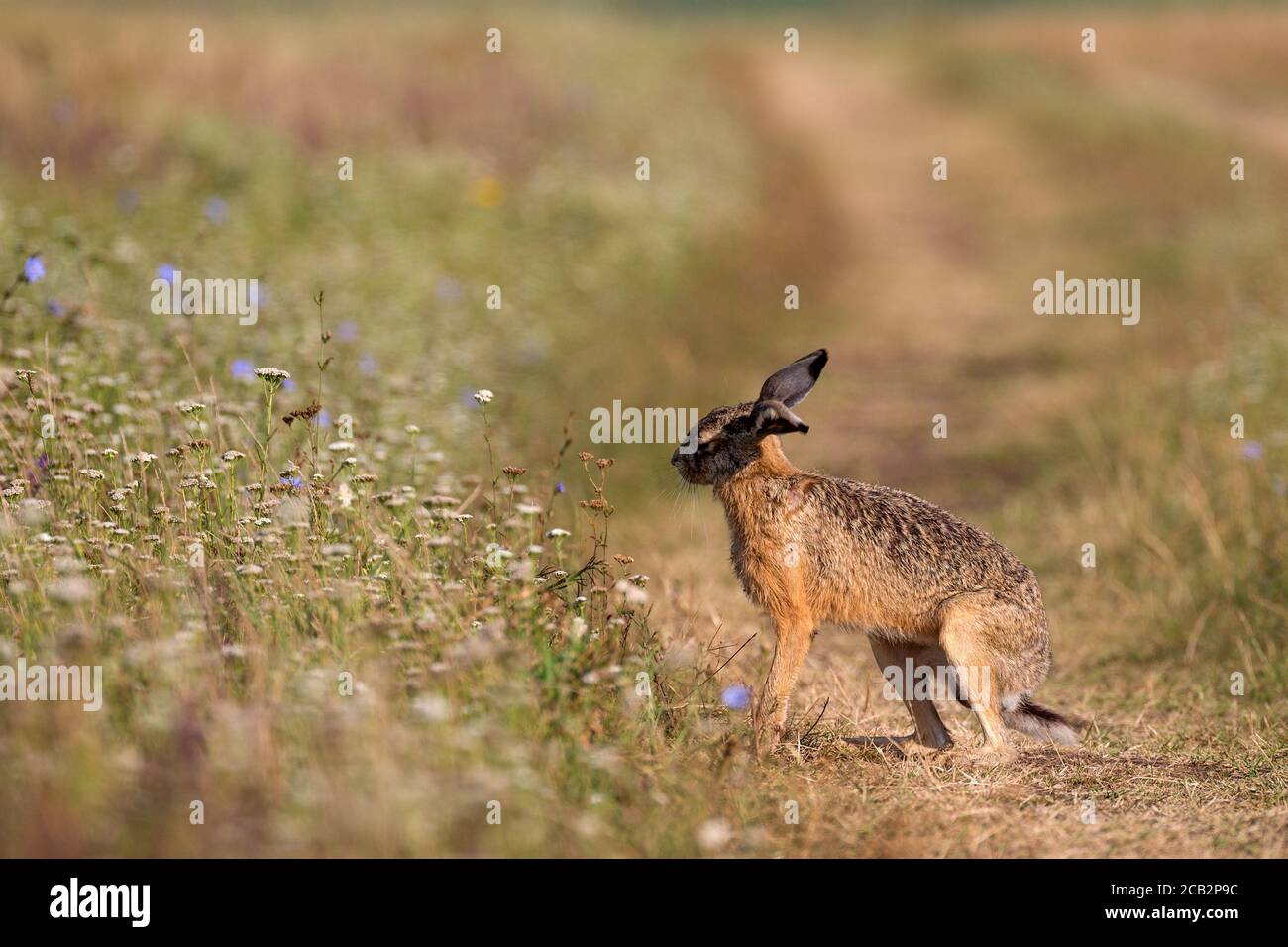 Lepre Foto Stock
