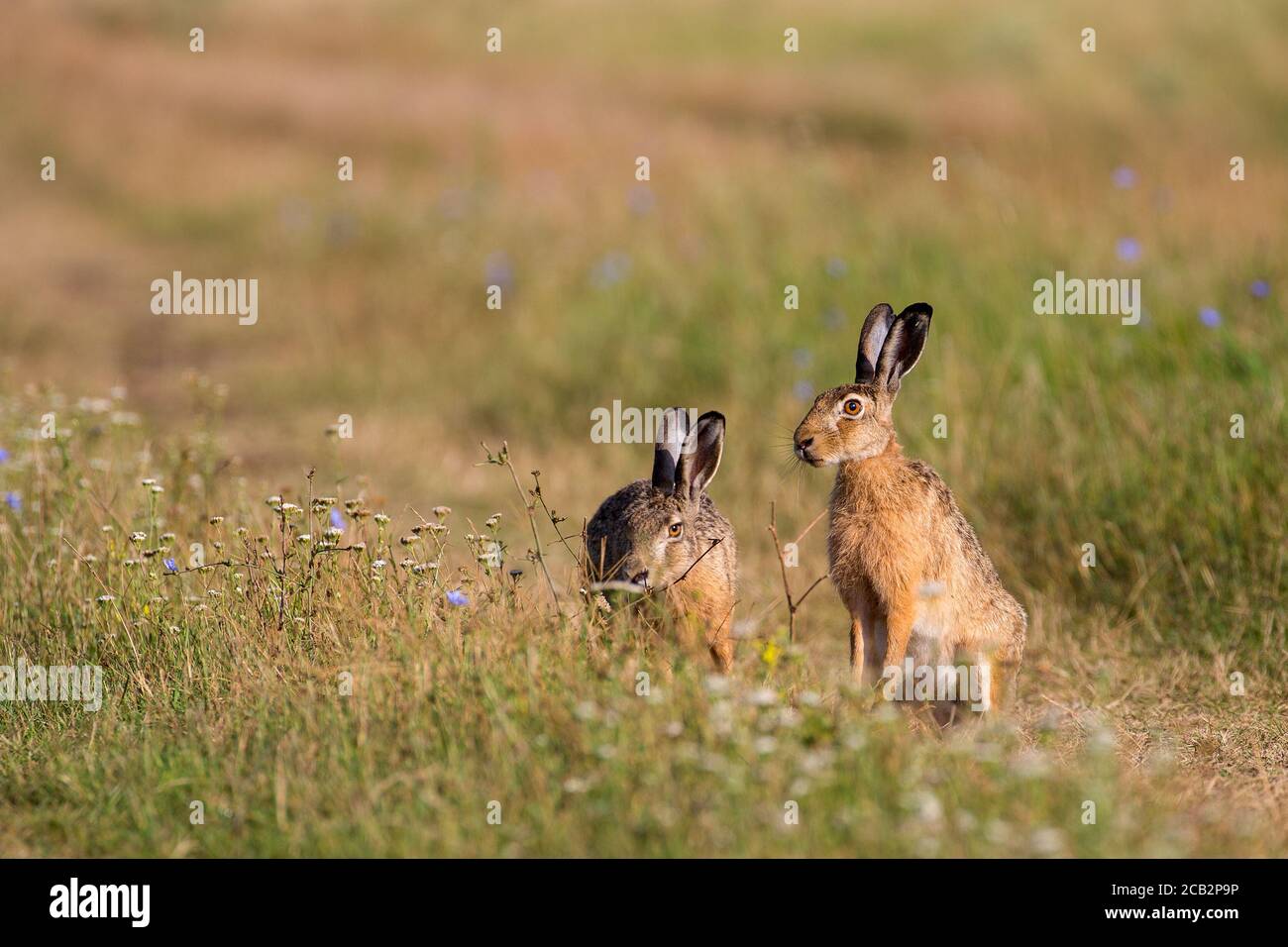 Lepre Foto Stock