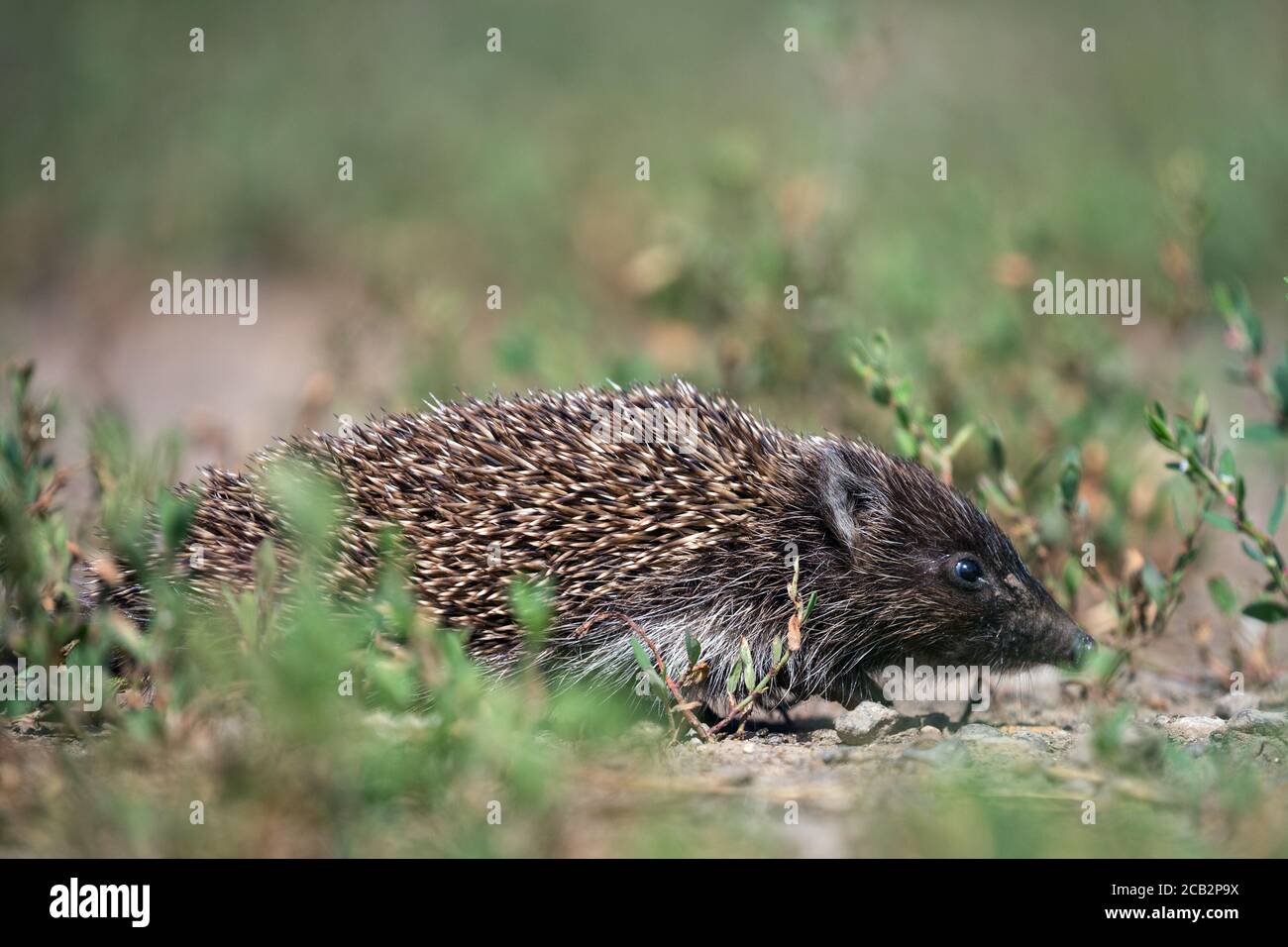 Riccio Foto Stock