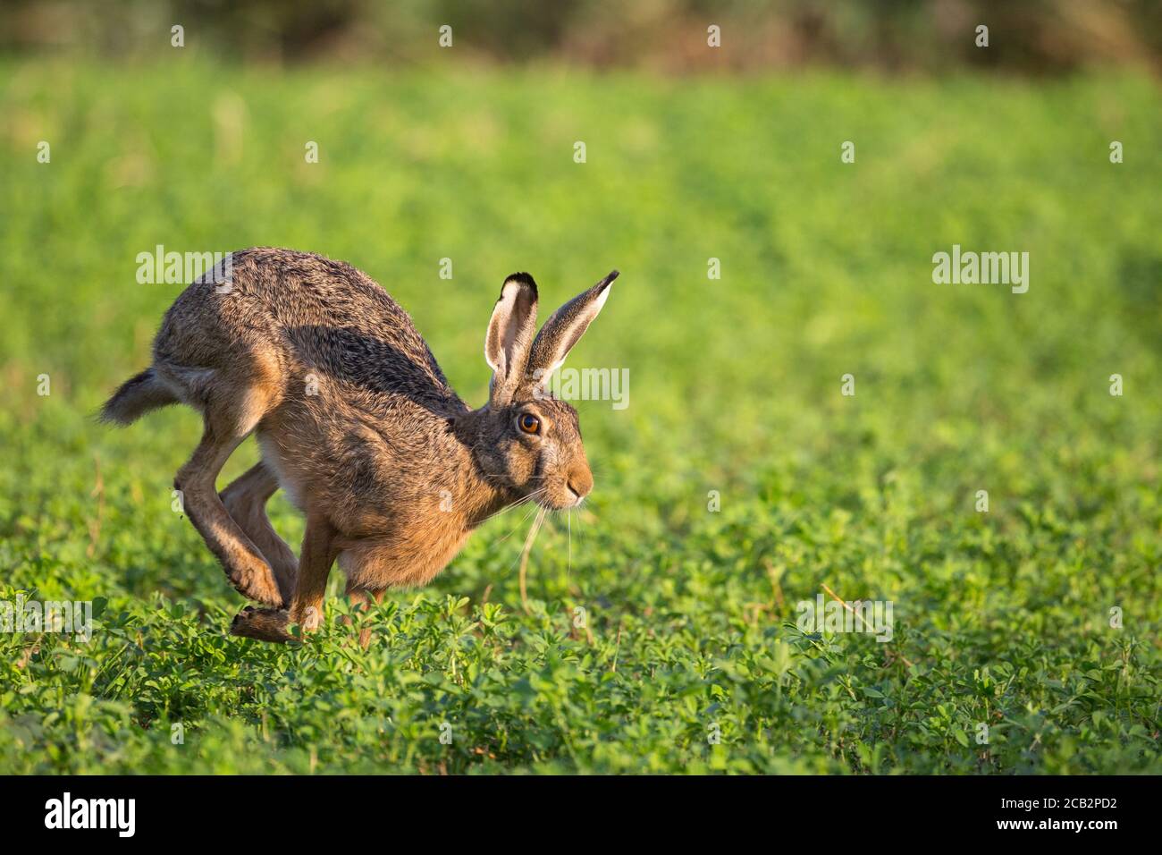 Lepre Foto Stock