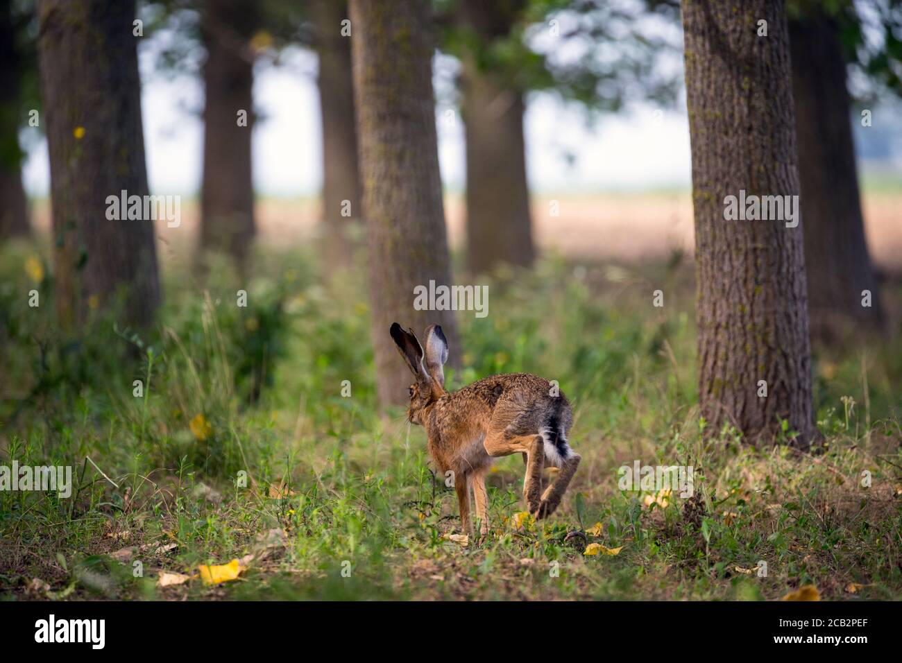 Lepre Foto Stock