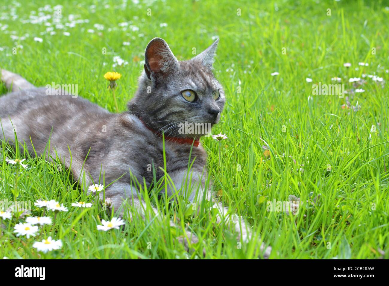 Cat relax sull'erba in giardino. Calda giornata di sole. Foto Stock