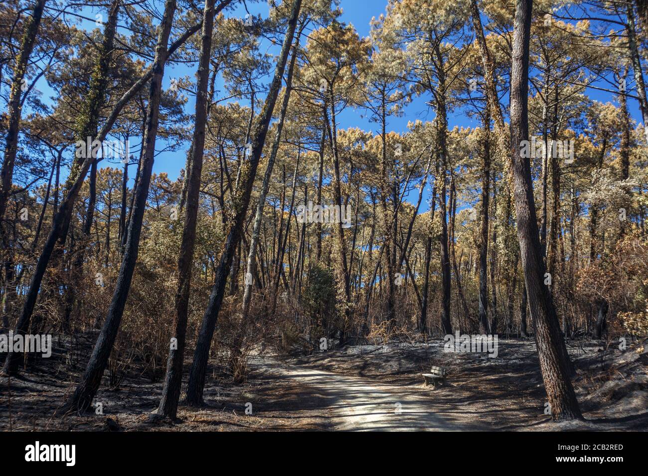 Pini marittimi bruciati (Pinus pinaster) al tempo dell'arson della foresta di Chiberta (Anglet - Pirenei Atlantici - Francia). Wildfire. Blaze. Foto Stock