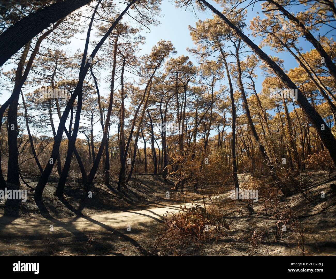 Pini marittimi bruciati (Pinus pinaster) al tempo dell'arson della foresta di Chiberta (Anglet - Pirenei Atlantici - Francia). Wildfire. Blaze. Foto Stock