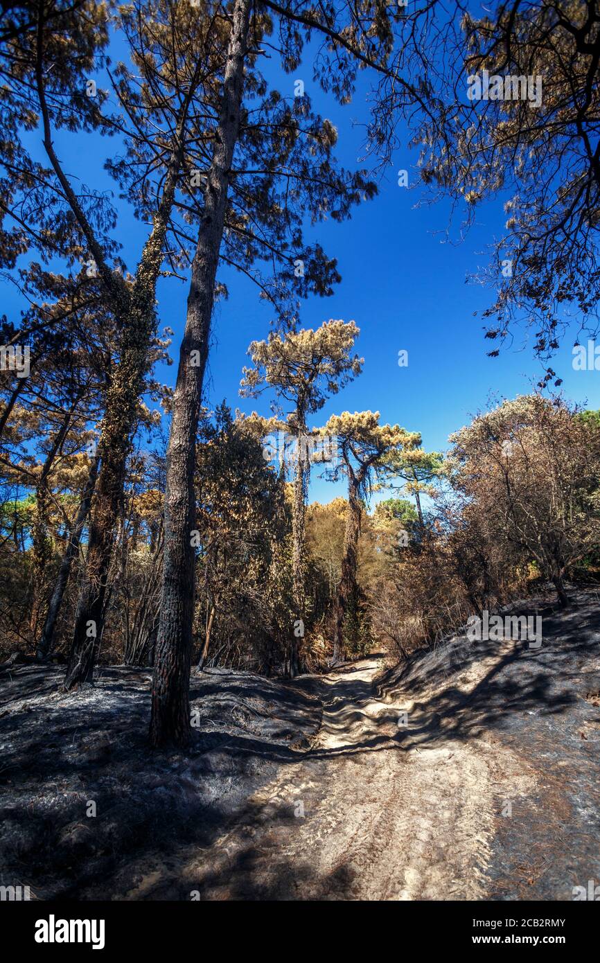 Pini marittimi bruciati (Pinus pinaster) al tempo dell'arson della foresta di Chiberta (Anglet - Pirenei Atlantici - Francia). Wildfire. Blaze. Foto Stock