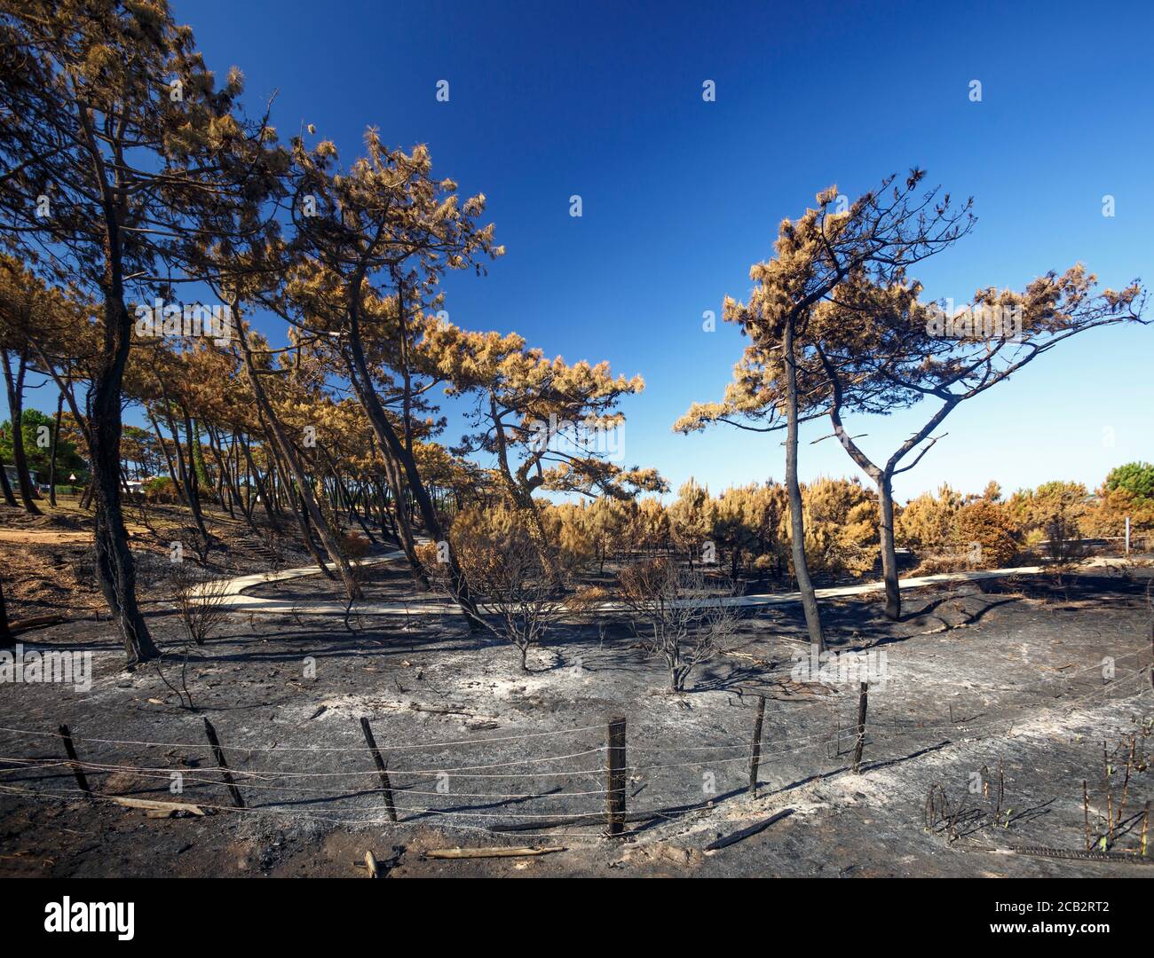 Pini marittimi bruciati (Pinus pinaster) al tempo dell'arson della foresta di Chiberta (Anglet - Pirenei Atlantici - Francia). Wildfire. Blaze. Foto Stock