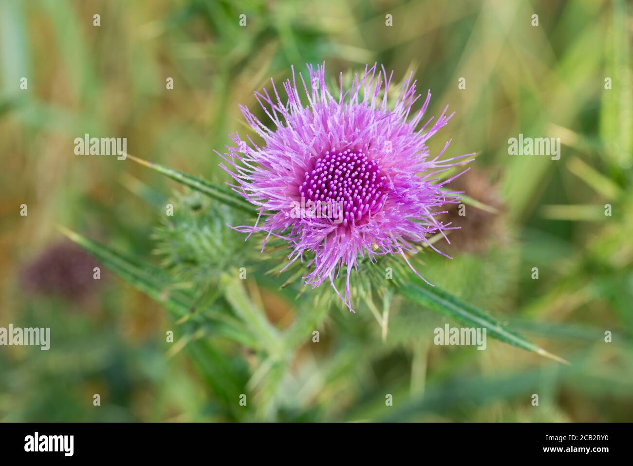 Arvense cirsium, fiore del cardo in fuoco macro selettivo del prato Foto Stock